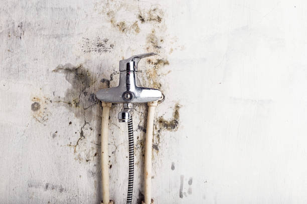 Best Home Mold Removal  in Paulding, OH