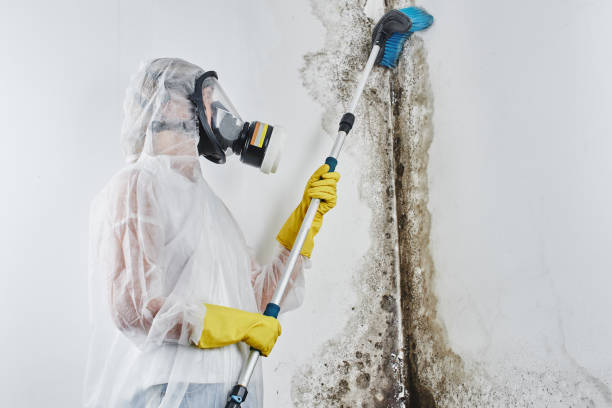 Best Professional Mold Removal  in Paulding, OH