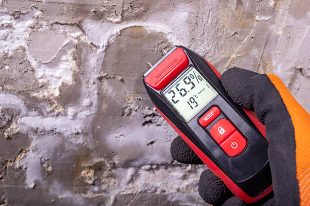 Best Emergency Mold Removal  in Paulding, OH