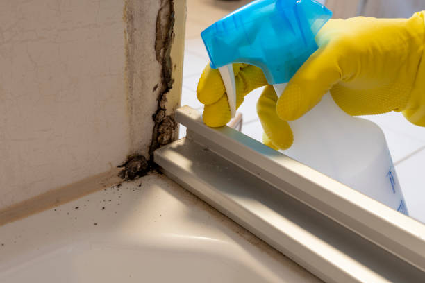 Best Residential Mold Removal  in Paulding, OH