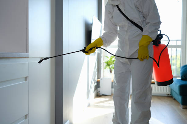 Best Affordable Mold Removal  in Paulding, OH
