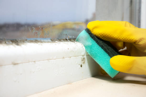 Best Attic Mold Removal  in Paulding, OH