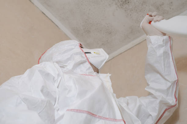 Attic Mold Removal in Paulding, OH