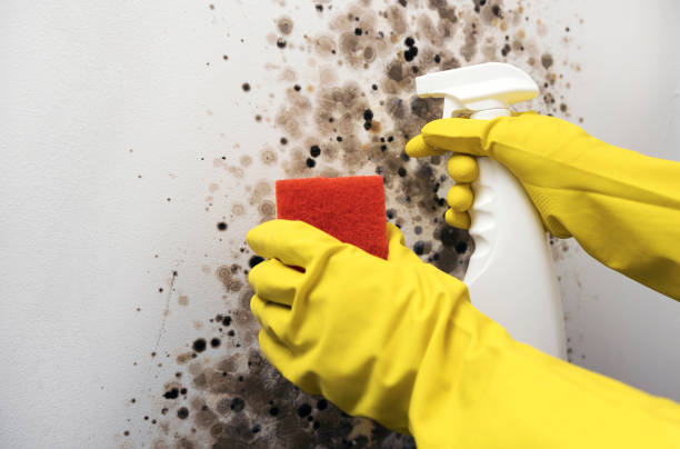 Best Fast Mold Removal  in Paulding, OH