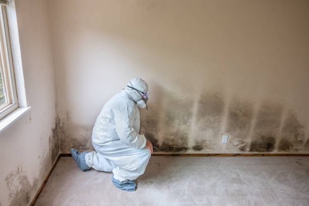 Best Best Mold Removal Companies  in Paulding, OH