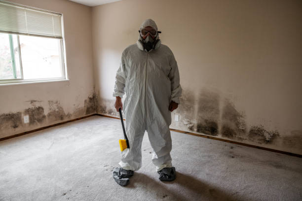 Best Certified Mold Removal  in Paulding, OH